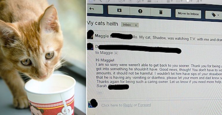 cat drinks milk