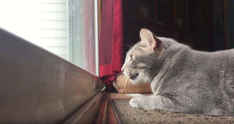 cat mumbles