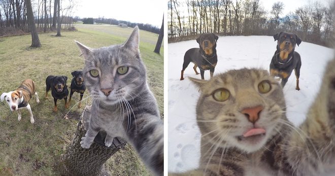 Cat Takes Amazing Selfies That Include His Pack Of Dogs