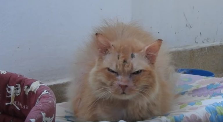 Cinnamon the cat