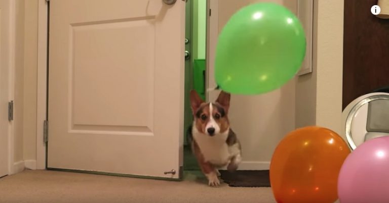 Corgi birthday celebration
