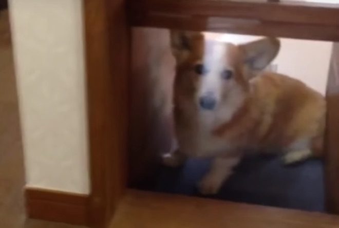 Corgi in custom elevator