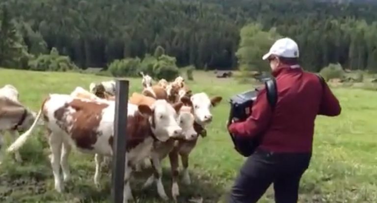 Grazing Cows Rush Over To Listen To Accordion Music