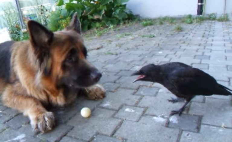 crow and dog