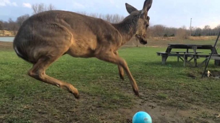 fawn plays with ball