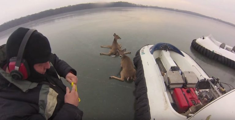 deer saved from icy lake