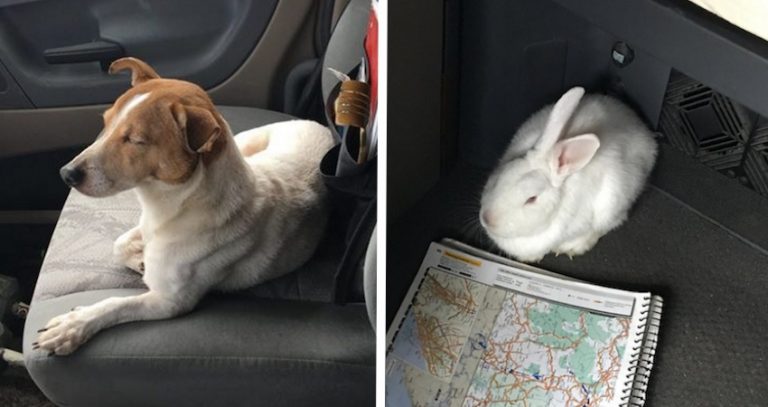 dog saves his bunny friend