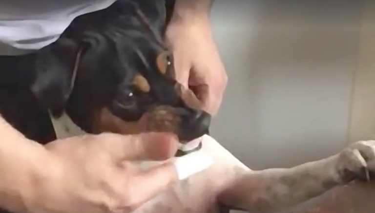 dog gets teeth brushed