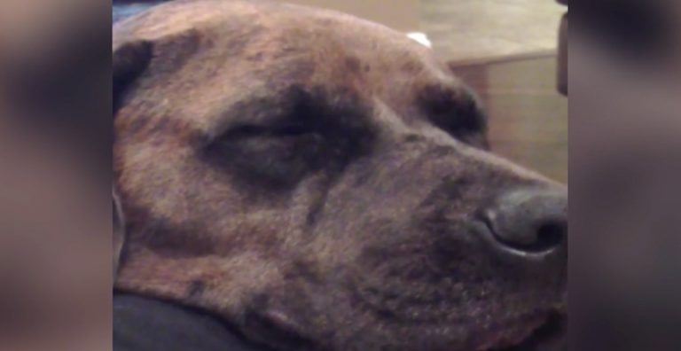 Dog Has No Regrets After Farting And Lets His Human Know It