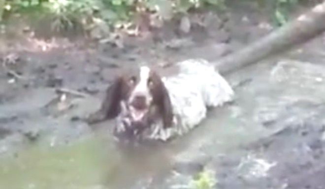 Funny Spaniel Finds Mud Puddle And Thinks He Is A Hippo