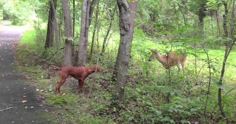 dog meets deer