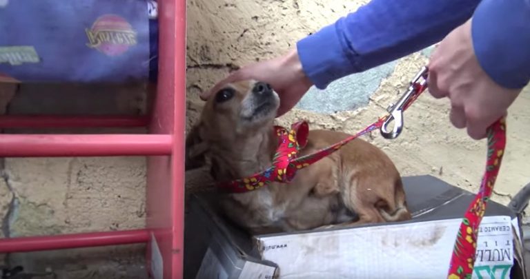 dog on shoe box hope for paws