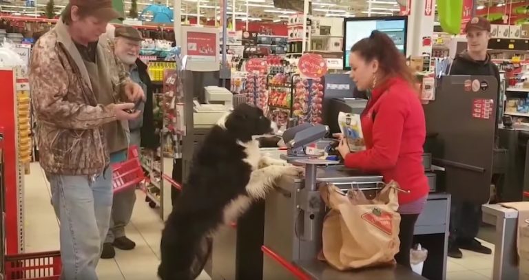 Clever Dog Picks Out His Own Treats At Store And Pays For Them Too