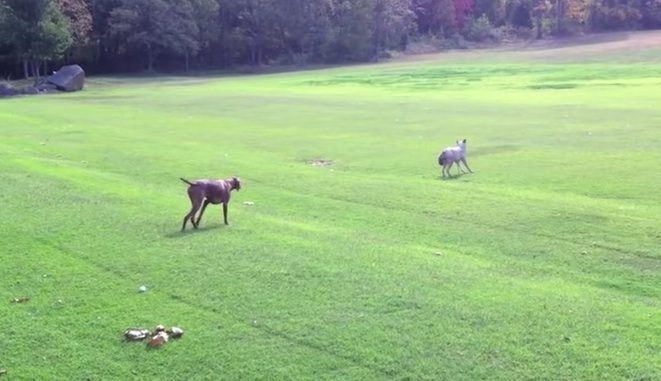 dog stalks wolf