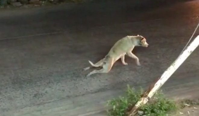 Cab Driver Gets Unexpected Surprise When He Stops To Help Stray Dog