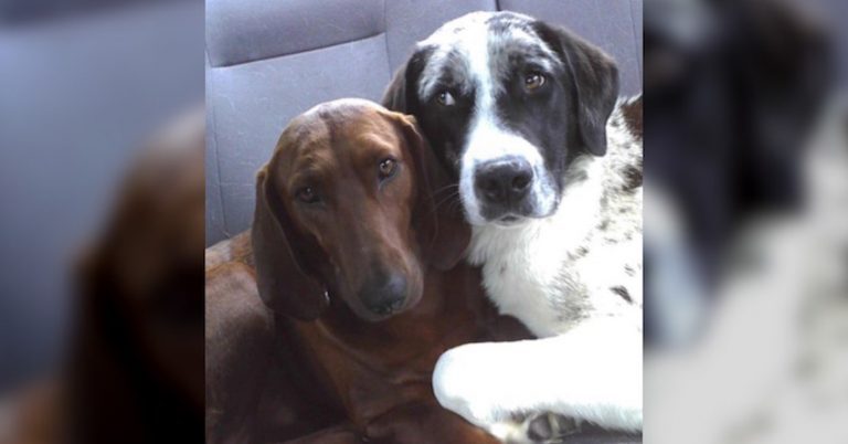 Shelter Dog Makes Sure The Puppy Who Had Bonded With Her Gets Adopted Too