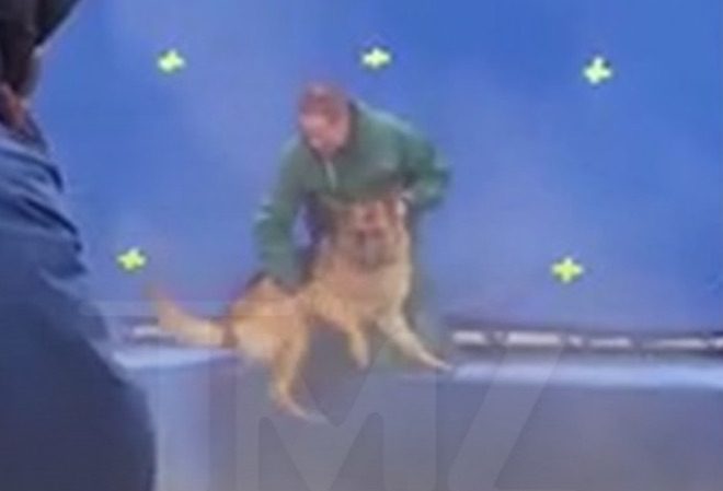 A Dog's Purpose update