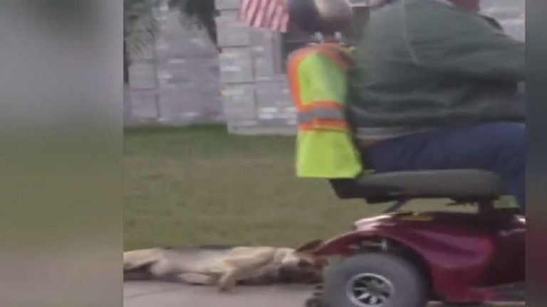 Man Arrested After Concerned Neighbor Films Video Of Him Dragging Dog Behind Wheelchair