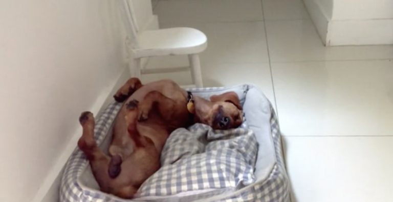 Frank the Dachshund