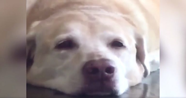dog smiles