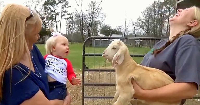 goat kid and baby meet