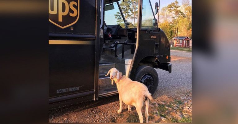 Rescued Goat Is In Love With The UPS Driver