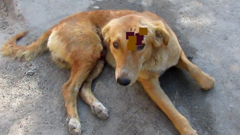 Street Dog Hit By Car Would Not Stop Wagging His Tail When He Saw Rescuers