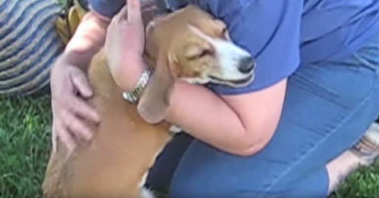 Gracie Lou the beagle