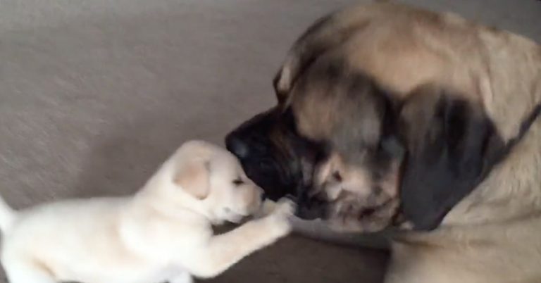 mastiff and puppy play