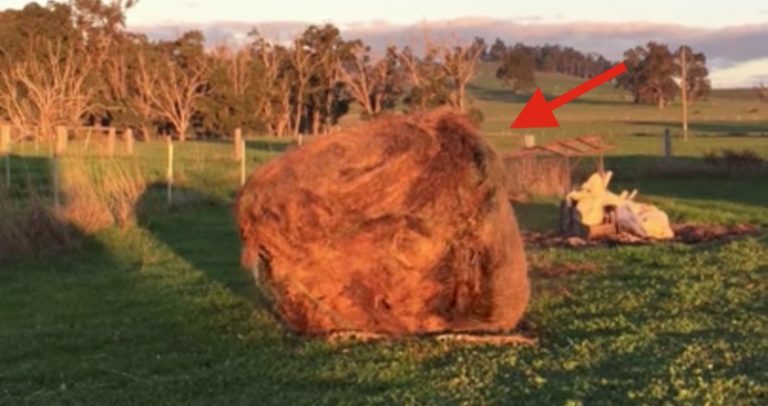 Farmer Discovers The Hay Bale She Just Moved Being Destroyed By Naughty Baby Animal