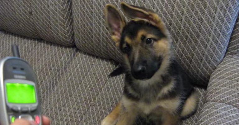 Herbie the puppy