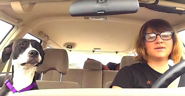 Adorable Dog Let’s Her Inner Musician Out When She Hears Favorite Song On The Radio
