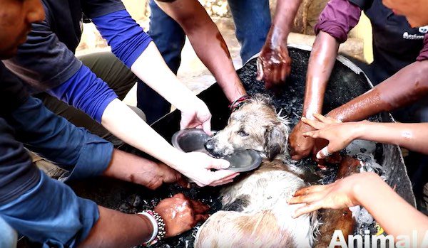 Dog Stuck And Turned Rock-Solid In Tar Drum Gets Amazing Rescue