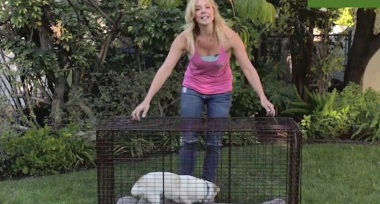 Experienced Dog Rescuer Shows How To Save A Dog Using A Humane Trap