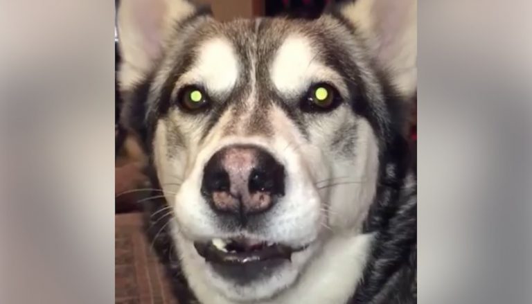 husky back talker