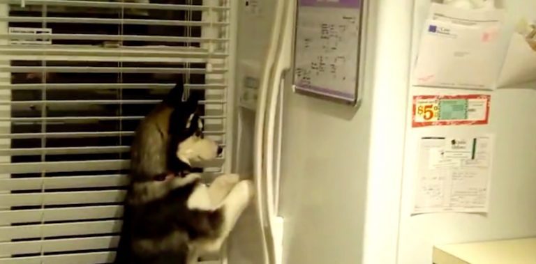 husky gets ice from fridge