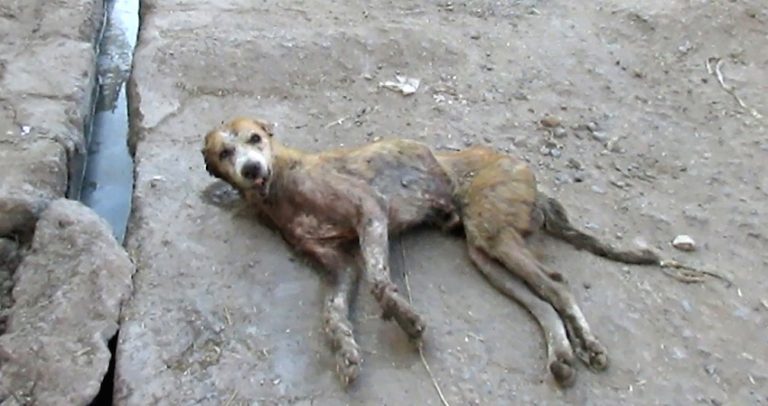 Hopelessly Wounded Street Dog Was A Day Away From Dying, But He Was Not Ready To Say Goodbye