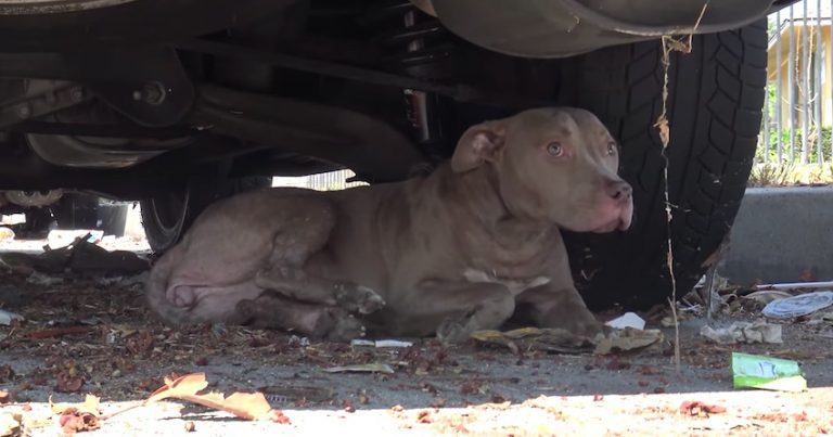 Jezebel dog rescue