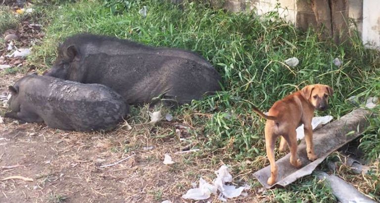 dog rescued from dog meat trade