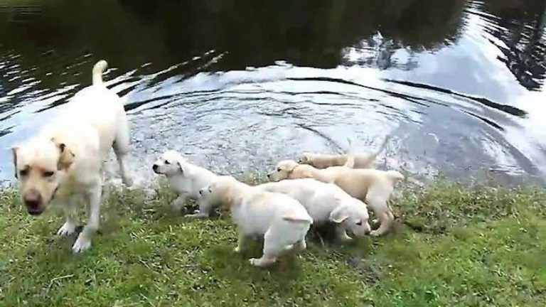 lab teaches puppies to swim