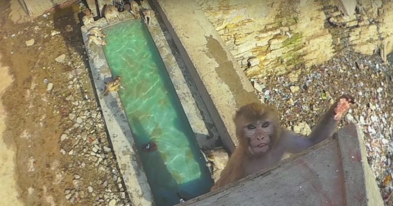 Wild Macaque Monkeys Have Fun High Diving Into Pool