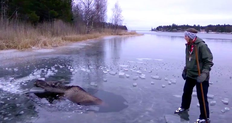 Couple Come To The Rescue Of Desperate Moose Drowning In Ice