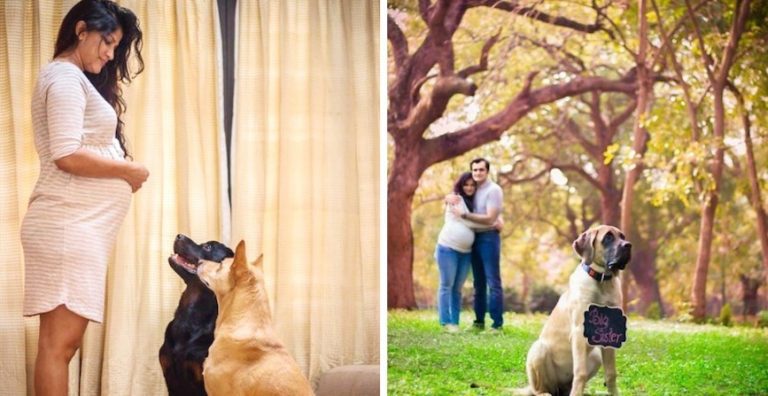 Pregnant Woman Is Told To Get Rid Of Her Dogs, Decides To Do Touching Photo Shoot Instead