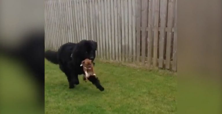 Puppy Gets A Funny Ride From His Newfoundland Big Brother