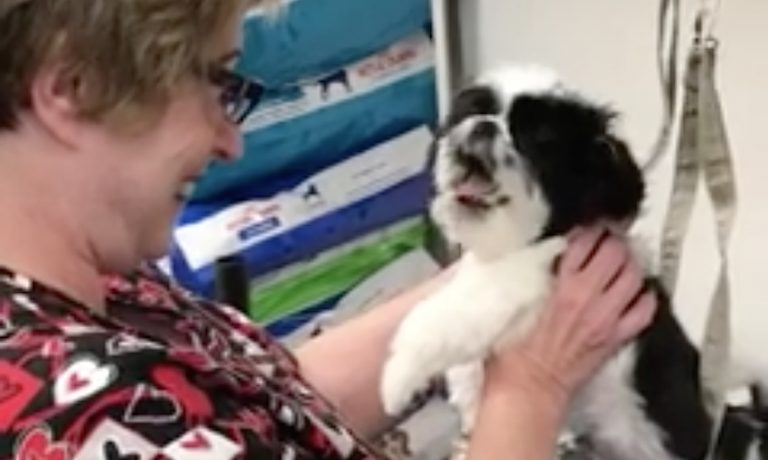oreo gets groomed