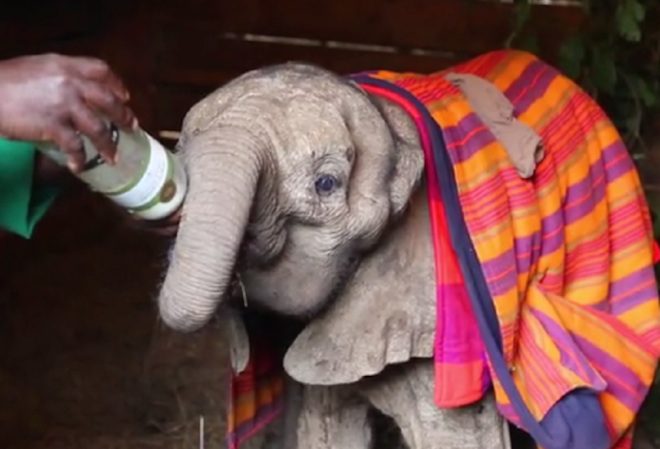 orphaned baby elephant