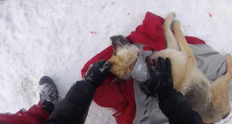 Veterinarian Rushes To Capture And Save Stray Dog With Plastic Pipe Around His Neck