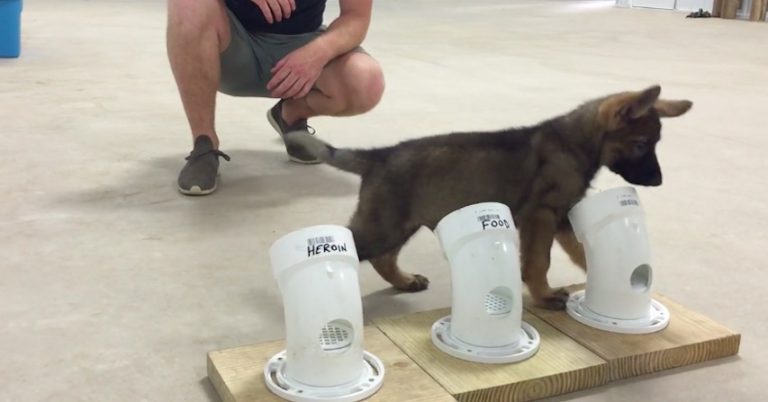 police dog in training
