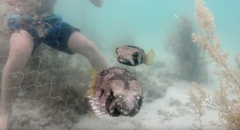 porcupine fish rescue