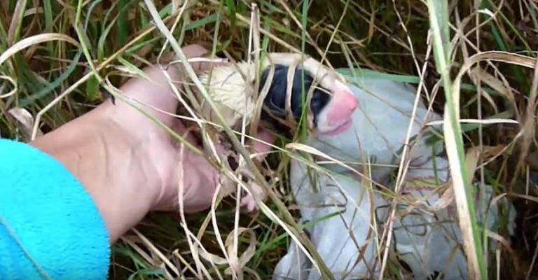 puppies in bushes